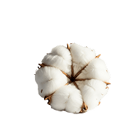Cotton