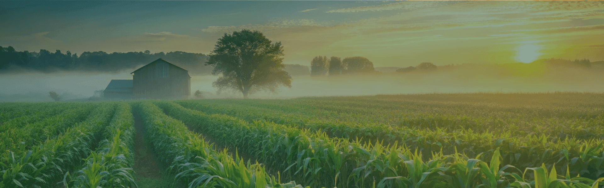 Lush agricultural landscape at sunrise